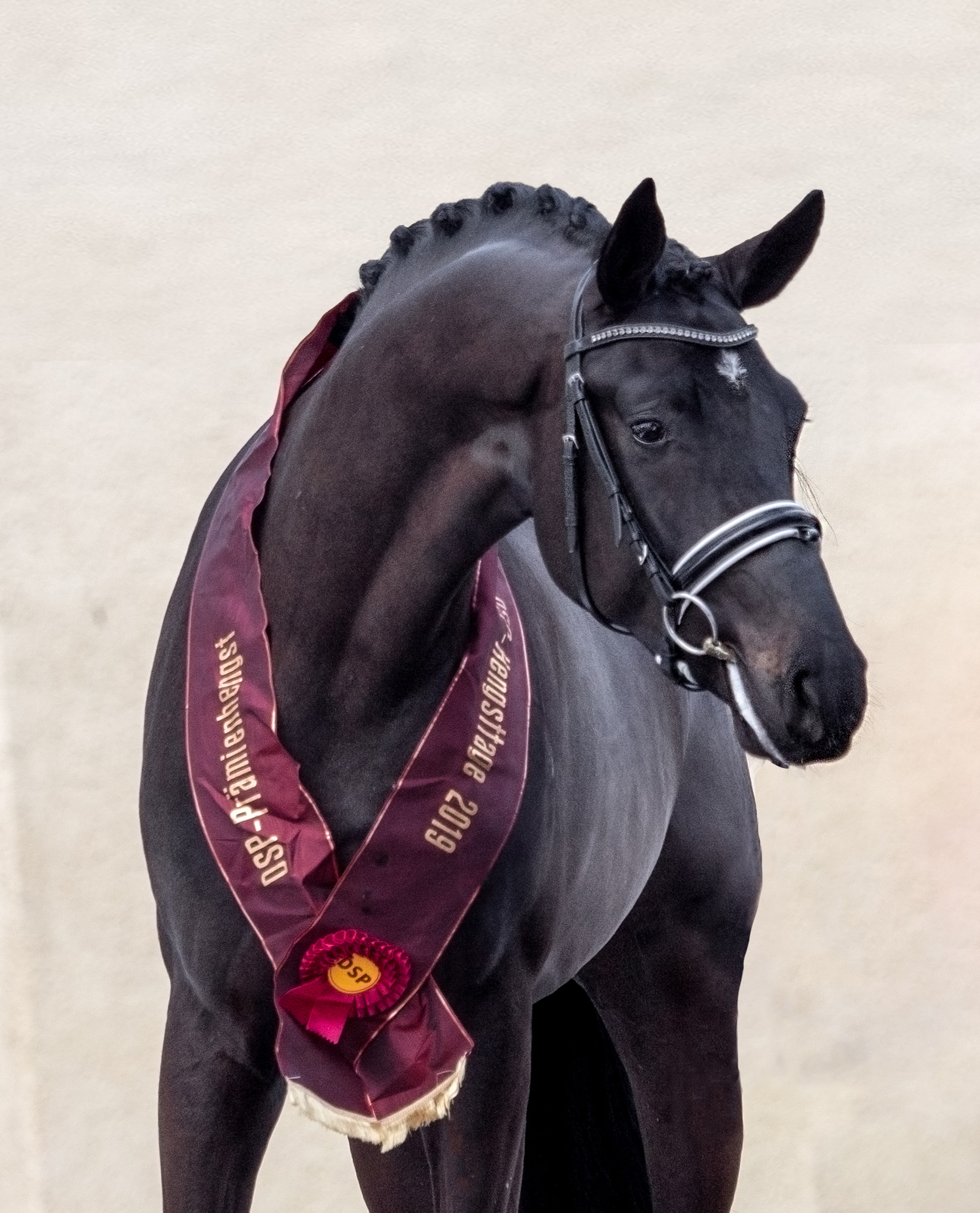 Bohemian stallion