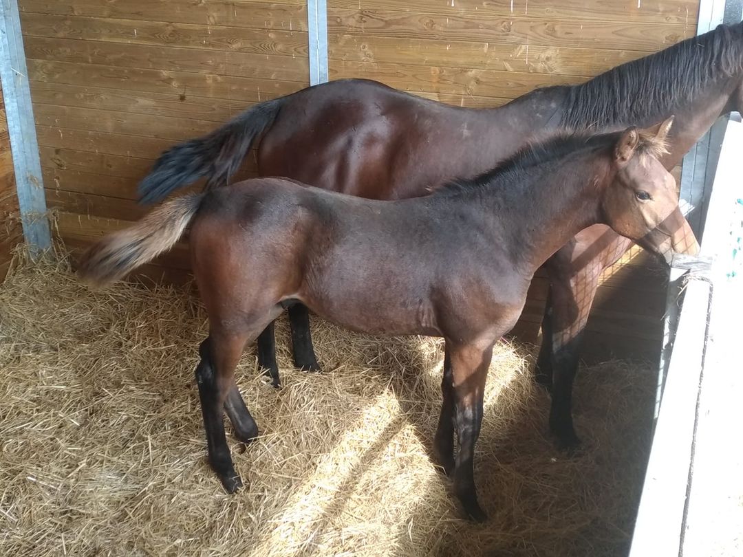 Lumberjack par Cassitano x Otto Mail