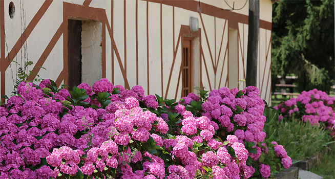 Haras du feuillard - basse-normandie
