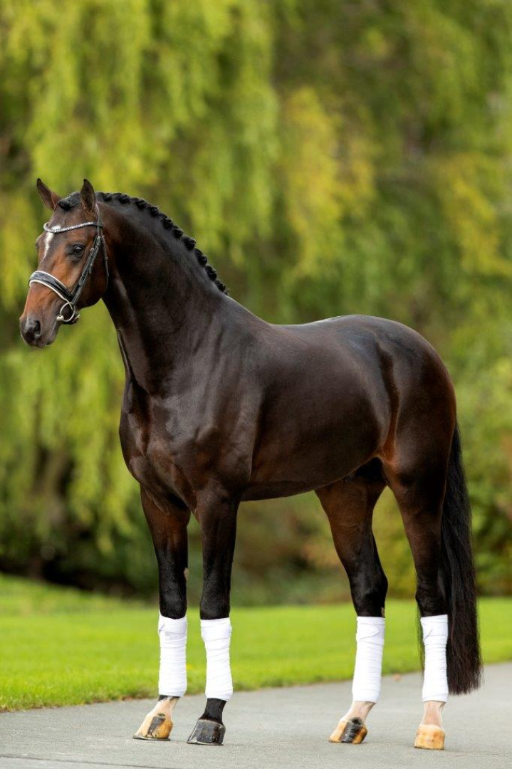 My Blue Hors Santiano