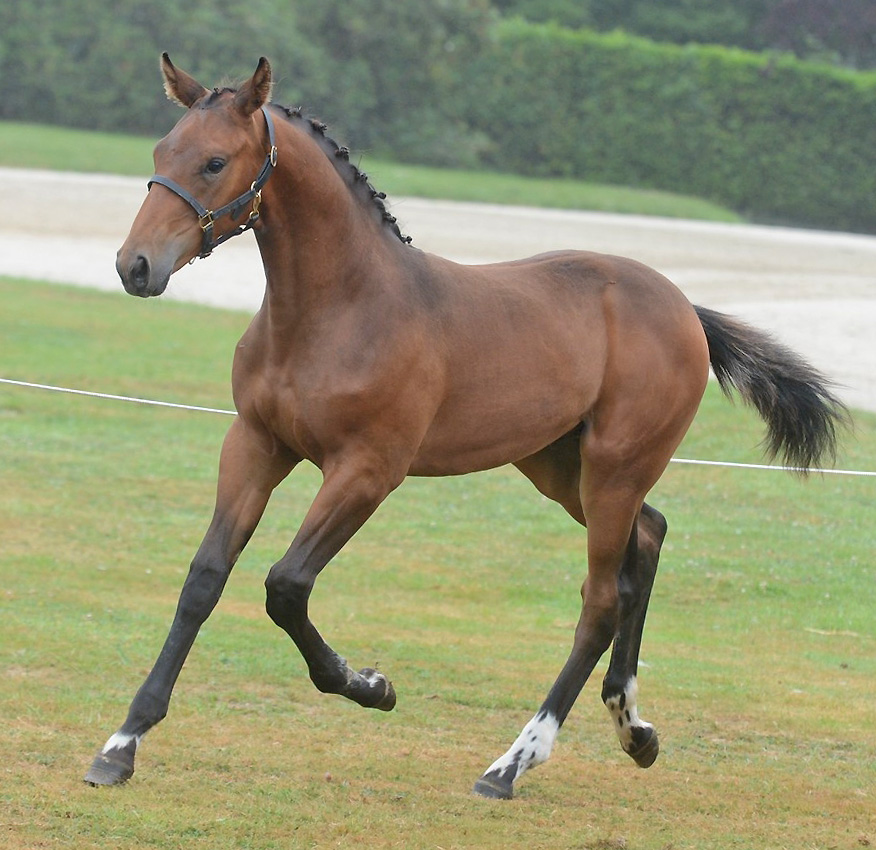 Fils de Pégasus - Concours Elevage SF