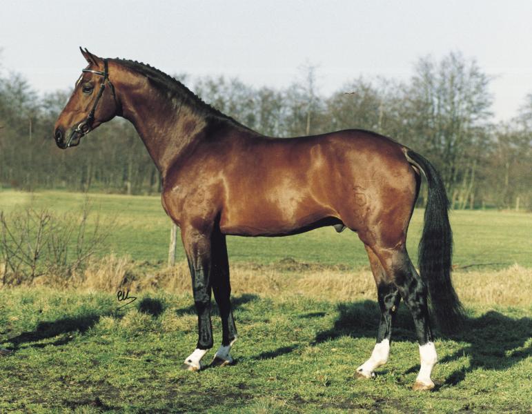 Flemmingh, étalon KWPN