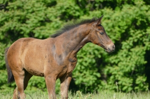 Orlagh (Olivi-Trento B), a 2019 KWPN filly