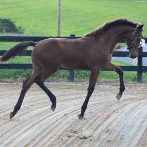 Notorious FCF (Olivi x Whitney H  Houston).