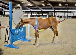 Only Diamonds SDSF Champion Foal (Olivi) for the 2020 Southwest Dressage Breeders Championship Series