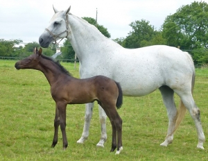 Foal de Utah (Olivi)