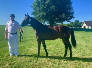 Namaste HMF (Olivi x Furstenball) - USA