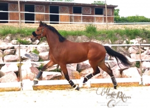 Marbella du feuillard, jument KWPN par Olivi x Londonderry