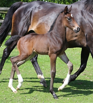 Mariposa du feuillard, foal KWPN, femelle par Olivi x Gribaldi