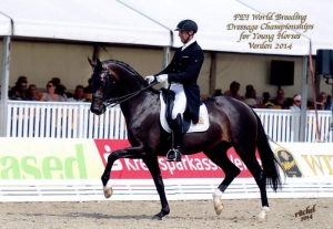 Coco chanel par sandreo, 3me du championnat des 7 ans à verden en 2014