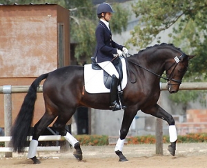 bueno hit par sandreo - haras du feuillard