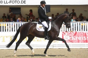 Coco chanel par sandréo, championnat du monde des 6 ans à verden en 2013