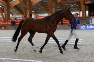 Arjuna du marois, 5me de la qualificative étalons sf au mans