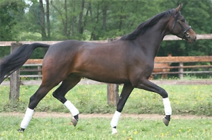 Champ du feuillard (Sandréo x Jazz)