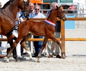 Islero, champion des poulains du KWPN en 2013 par Apache x Sandréo