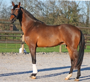 frederic d'sier - haras du feuillard