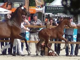 islero, champion 2013 des poulains du KWPN à Ermelo