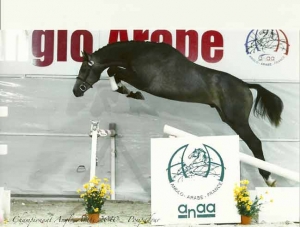 Ungaro valcourt par sandreo x le chevreuil - haras du feuillard