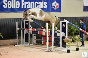 Ieldorado Van de Rib, étalon SF de 2 ans par Sandréo x Wonderboy - Concours Qualificatif SF de 2 ans