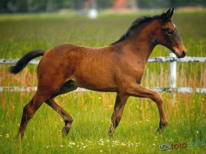 Foal Antango