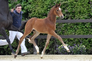 Foal Antango x Florencio