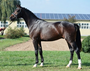 Antango x Fidertanz, Champion DSP 2017 (Neustadt Dosse)