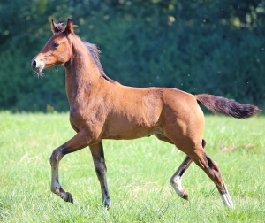 Neptune du Feuillard par Antango x Londonderry