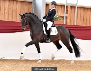 Alpha Royal par Antango x Fidertanz