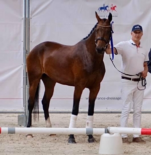 Neptune du Feuillard par Antango x Londonderry