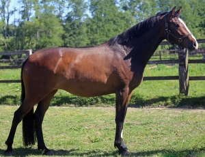 Highty Magic, Femelle de 2017 par Mighty Magic x Sunshine
