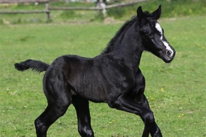 Foal mâle Généroso CII
