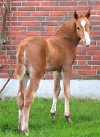 filly