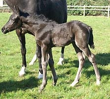 filly - foal par hilkens black delight