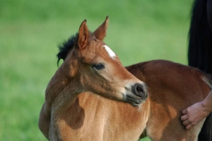 Foal 2010 par hilkens black delight
