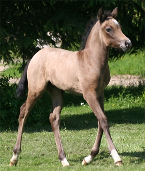 Calgary du feuillard, femelle par hilkens black delight, née en 2012