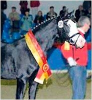 foal par hilkens black delight