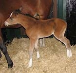 pilgrim-foal par hilkens black delight