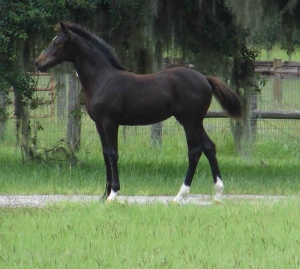 foal par hilkens black delight