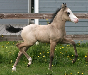 Dallas du feuillard, femelle par hildens black delight, née en 2013