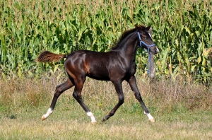 foal par hilkens black delight