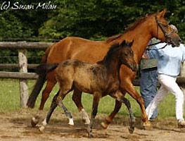 foal par hilkens black delight