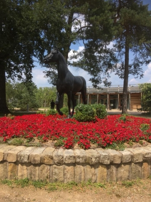 Little Rock & Eugénie Burban - Championnat d'Europe de dressage
FEI Young Riders - Fontaibleau 2018