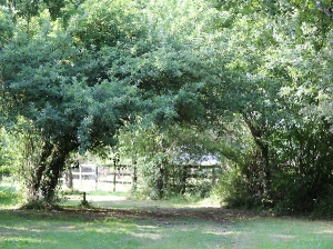Porte du petit paradis : L'étang - Haras du Feuillard