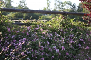 ALLEE DE ROSIERS AU HARAS DU FEUILLARD