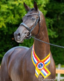 Lolana par Galaxie x Dolana, Championne National 2019 des juments KWPN de 3 ans
