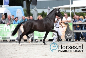 Lolana par Galaxie x Dolana, Championne National 2019 des juments KWPN de 3 ans