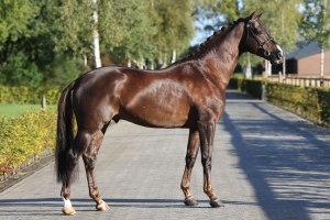 Galactica, KWPN (Galaxie x Vivaldi), NRPS Stallion