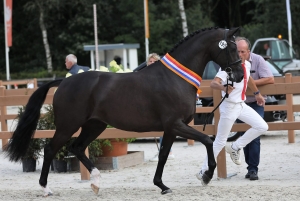 Lolana, KWPN mare (Galaxie x Vivaldi), 3-year-old KWPN mare champion in 2019