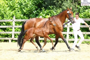 Foal KWPN (Galaxie x Valdez)