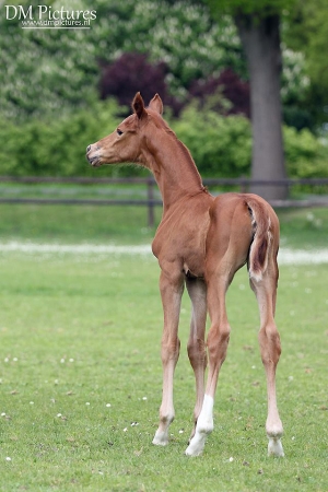 Kaidy Kalista JCS, KWPN (Galaxie x Gribaldi)